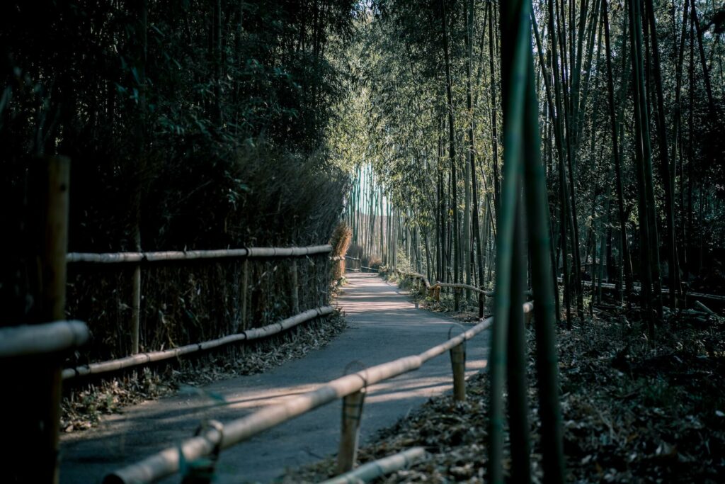 Bambouseraie d'Arashiyama, la forêt de bambous de Kyoto