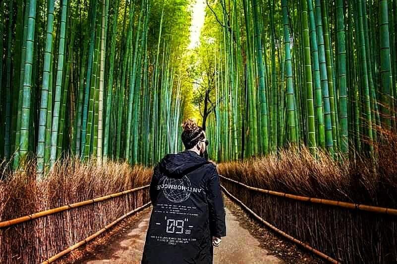 Bambouseraie d'Arashiyama, la forêt de bambous de Kyoto