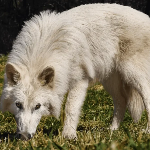 Des loups géants ressuscités : Colossal Biosciences recrée le « loup terrible » de l’ère glaciaire