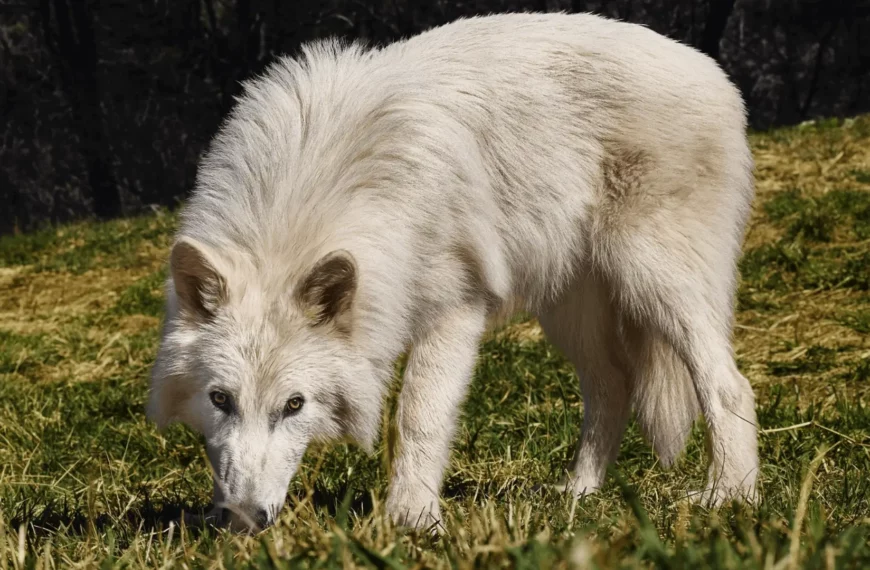 Des loups géants ressuscités : Colossal Biosciences recrée le « loup terrible » de l’ère glaciaire